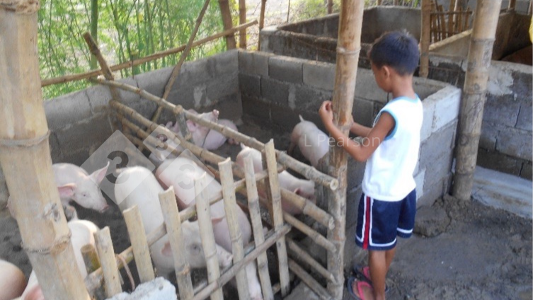 Figure 2. Pig feed must be safe for&nbsp;pigs&nbsp;and humans.
